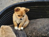 Magnifiques Chihuahuas de pure race à vendre
