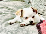Magnifiques Chihuahuas de pure race à vendre