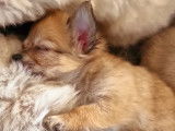 Magnifiques Chihuahuas de pure race à vendre