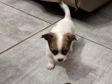 Magnifiques Chihuahuas de pure race à vendre