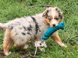 Chiot femelle Berger Australien LOF bleue merle à vendre