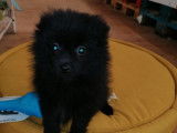 Chiot Spitz Nain femelle de couleur noire LOF &agrave; vendre