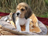 Un chiot Beagle mâle tricolore LOF à réserver