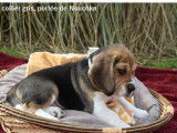 Un chiot Beagle mâle tricolore LOF à réserver