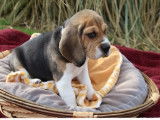 Un chiot Beagle mâle tricolore LOF à réserver