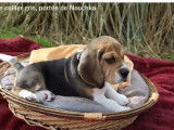 Un chiot Beagle mâle tricolore LOF à réserver