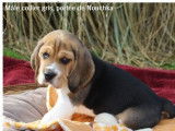 Un chiot Beagle mâle tricolore LOF à réserver