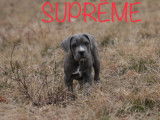 Vente de 7 chiots mâles Cane Corso LOF de novembre 2021