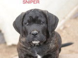 Vente de 7 chiots mâles Cane Corso LOF de novembre 2021