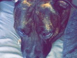 De race American Staffordshire Terrier disponible pour saillie