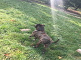 De race American Staffordshire Terrier disponible pour saillie
