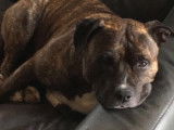 De race American Staffordshire Terrier disponible pour saillie
