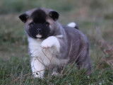 Femelle Akita Américain LOF fauve charbonnée à vendre
