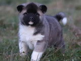 Femelle Akita Américain LOF fauve charbonnée à vendre