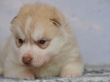 Chiots Husky Sibérien LOF à réserver