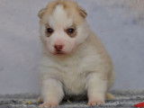 Chiots Husky Sibérien LOF à réserver