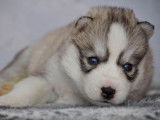 Chiots Husky Sibérien LOF à réserver