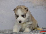 Chiots Husky Sibérien LOF à réserver