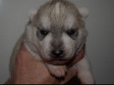 Chiots Husky Sibérien LOF à réserver