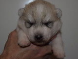 Chiots Husky Sibérien LOF à réserver
