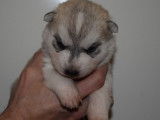 Chiots Husky Sibérien LOF à réserver