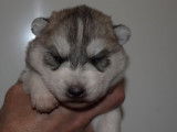 Chiots Husky Sibérien LOF à réserver