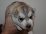 Chiots Husky Sibérien LOF à réserver