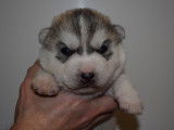 Chiots Husky Sibérien LOF à réserver