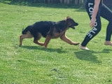 Chiot de race Berger Allemand mâle à vendre