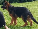 Chiot de race Berger Allemand mâle à vendre