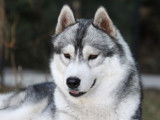 Etalon Husky Sibérien LOF disponible pour saillie
