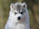 Etalon Husky Sibérien LOF disponible pour saillie