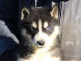 Chiots Husky Sibérien LOF à réserver