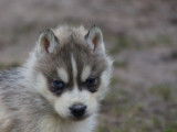 Chiots Husky Sibérien LOF à réserver