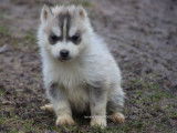 Chiots Husky Sibérien LOF à réserver
