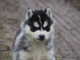 Chiots Husky Sibérien LOF à réserver