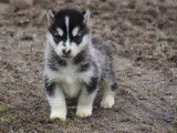 Chiots Malamute d'Alaska LOF &agrave; vendre