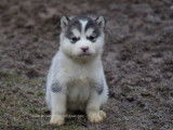 Chiots Malamute d'Alaska LOF &agrave; vendre
