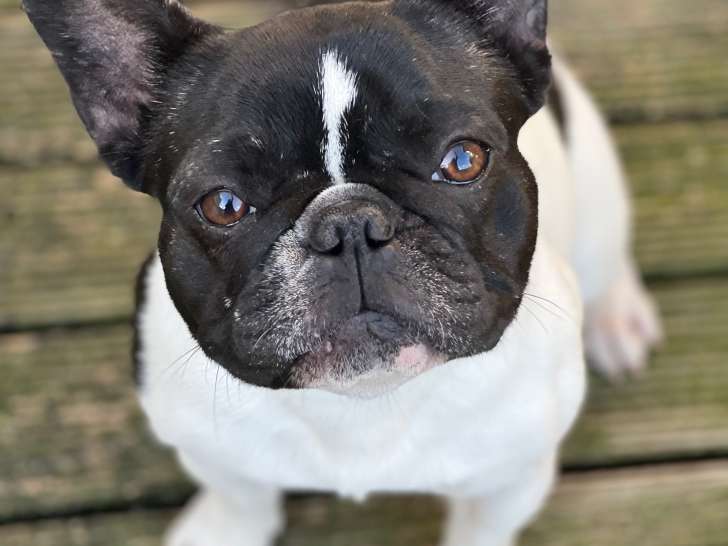 Jeune femelle Bouledogue Francais inscrite au LOF