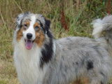 Etalon Berger Australien bleu merle LOF disponible pour saillie