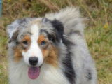 Etalon Berger Australien bleu merle LOF disponible pour saillie