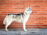 Etalon Husky Sibérien LOF disponible pour saillie