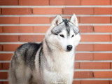 Etalon Husky Sibérien LOF disponible pour saillie
