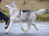 Etalon Husky Sibérien LOF disponible pour saillie
