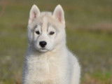 Chiots Husky Sib&eacute;rien LOF &agrave; vendre