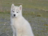 Chiots Husky Sib&eacute;rien LOF &agrave; vendre