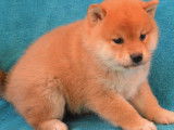 Chiots Shiba Inu LOF à réserver
