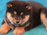 Chiots Shiba Inu LOF à réserver