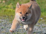 Chiots Shiba Inu LOF à vendre