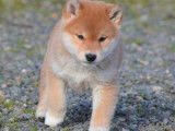Chiots Shiba Inu LOF à vendre